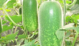 vx免费吃瓜群,畅享热门资讯，共享快乐时光