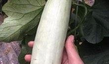 最近网红老吃的瓜,揭秘娱乐圈最新热点事件