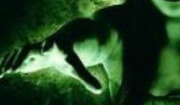 鬼妻的丈夫在线观看,丈夫在线见证惊悚真相