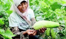 甜瓜记者爆料视频下载