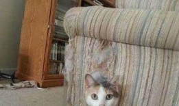 搞搞在线观看,揭秘热门剧集背后的精彩故事