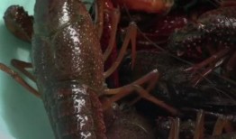 爆料龙虾做法视频播放教程,跟随视频教程轻松学会经典做法