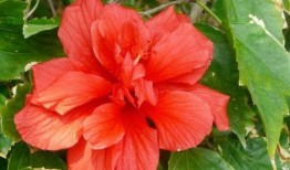 红花最新技能爆料图片高清,高清图解析惊艳技能效果