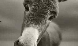 二驴自己爆料破产的视频,揭秘网红直播背后的辛酸与困境