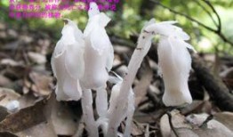 水晶兰爆料视频,揭秘罕见植物背后的传奇故事
