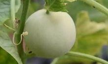 甜瓜记者爆料视频下载